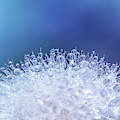 Dew and dandelion